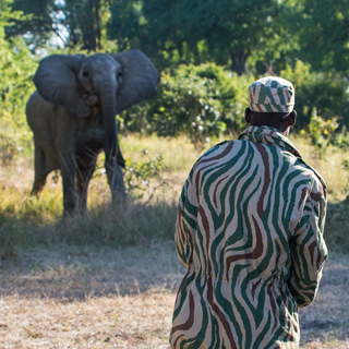 South Luangwa - Elephant attack during walking safari